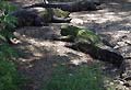 Guy Fanguy - Artist - Alligator (39).jpg Size: 77852 - 9